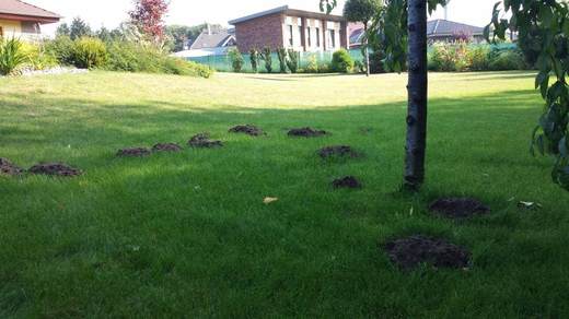 Souměrné hromádky zeminy v trávníku – práce krtka obecného 